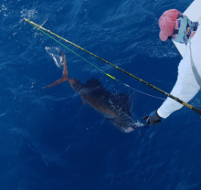 True Blue Sportfishing love to catch Grenada sailfish