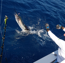 True Blue Sportfishing love to catch Grenada sailfish