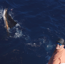 True Blue Sportfishing love to catch Grenada sailfish