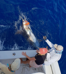 Awesome blue marlin caught in grenada on Yes Aye