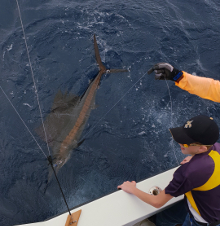 True Blue Sportfishing love to catch Grenada sailfish