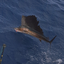 True Blue Sportfishing love to catch Grenada sailfish