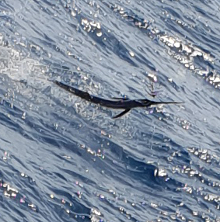 True Blue Sportfishing love to catch Grenada sailfish