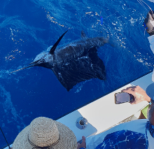 True Blue Sportfishing love to catch Grenada sailfish