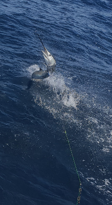 True Blue Sportfishing love to catch Grenada sailfish