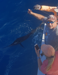 True Blue Sportfishing love to catch Grenada sailfish