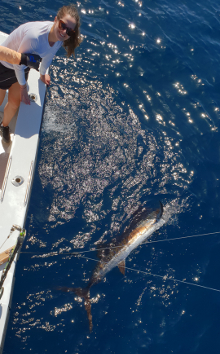 True Blue Sportfishing love to catch Grenada sailfish