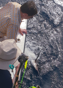 True Blue Sportfishing love to catch Grenada sailfish