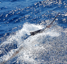 True Blue Sportfishing love to catch Grenada sailfish