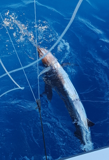 True Blue Sportfishing love to catch Grenada sailfish