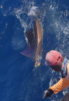 True Blue Sportfishing love to catch Grenada sailfish