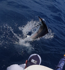 True Blue Sportfishing love to catch Grenada sailfish