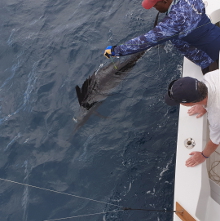 True Blue Sportfishing love to catch Grenada sailfish