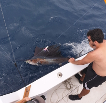 True Blue Sportfishing love to catch Grenada sailfish