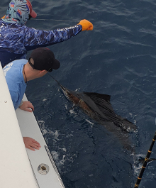 True Blue Sportfishing love to catch Grenada sailfish