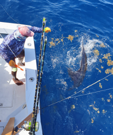 True Blue Sportfishing love to catch Grenada sailfish