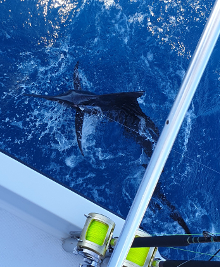 sailfish