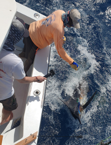 Awesome blue marlin caught in grenada on Yes Aye