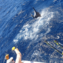 True Blue Sportfishing love to catch Grenada sailfish