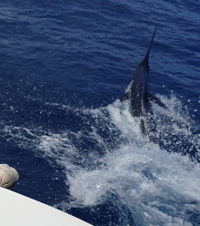 Awesome blue marlin caught in grenada on Yes Aye