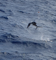 True Blue Sportfishing love to catch Grenada sailfish