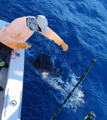 True Blue Sportfishing love to catch Grenada sailfish