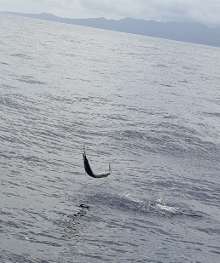 True Blue Sportfishing love to catch Grenada sailfish