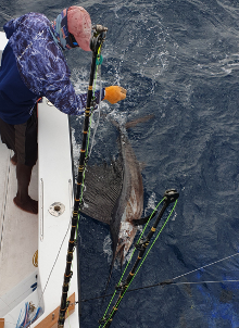 True Blue Sportfishing love to catch Grenada sailfish