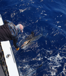 True Blue Sportfishing love to catch Grenada sailfish