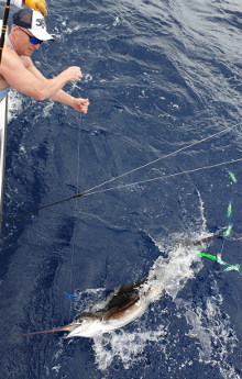 True Blue Sportfishing love to catch Grenada sailfish