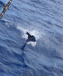 True Blue Sportfishing love to catch Grenada sailfish