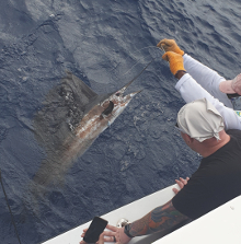 True Blue Sportfishing love to catch Grenada sailfish