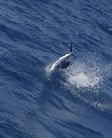 True Blue Sportfishing love to catch Grenada sailfish