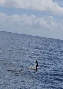 True Blue Sportfishing love to catch Grenada sailfish