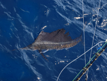 True Blue Sportfishing love to catch Grenada sailfish