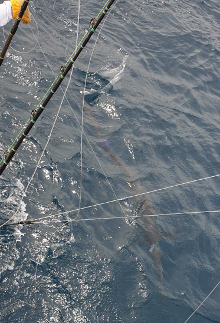 True Blue Sportfishing love to catch Grenada sailfish