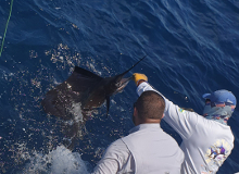 True Blue Sportfishing love to catch Grenada sailfish