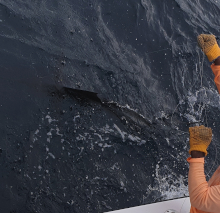 True Blue Sportfishing love to catch Grenada sailfish