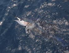 True Blue Sportfishing love to catch Grenada sailfish