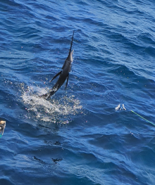 True Blue Sportfishing love to catch Grenada sailfish