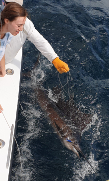 True Blue Sportfishing love to catch Grenada sailfish