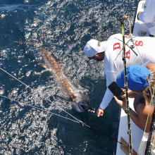 True Blue Sportfishing love to catch Grenada sailfish