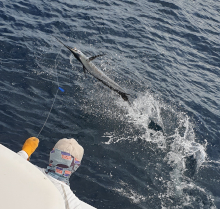 True Blue Sportfishing love to catch Grenada sailfish