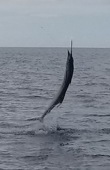 True Blue Sportfishing love to catch Grenada sailfish