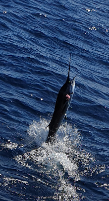 True Blue Sportfishing love to catch Grenada sailfish