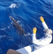 True Blue Sportfishing love to catch Grenada sailfish