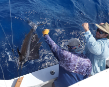 True Blue Sportfishing love to catch Grenada sailfish