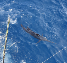 True Blue Sportfishing love to catch Grenada sailfish