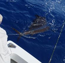 True Blue Sportfishing love to catch Grenada sailfish