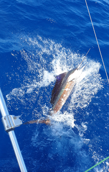 True Blue Sportfishing love to catch Grenada sailfish